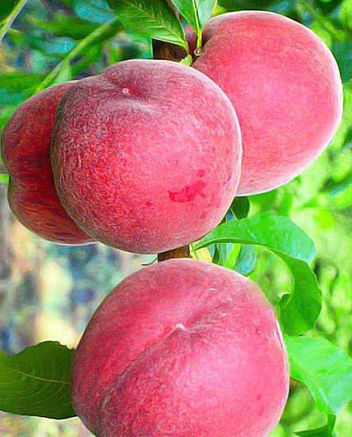 Персик розовый среднерослый "Кондор" (ранний срок созревания) фото-0