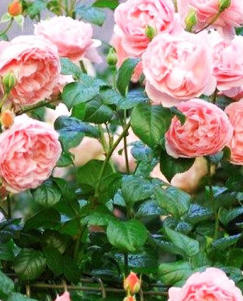 Роза английская Ариана (Ariana) белая нежно-абрикосовая (саженец класса АА+, премиальный махровый сорт) фото-3