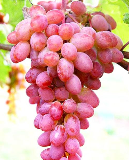 Виноград Лучистый розовый (кишмиш, средне-ранний срок созревания) фото-1
