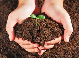 Пять лучших органических удобрений для успешного роста растений