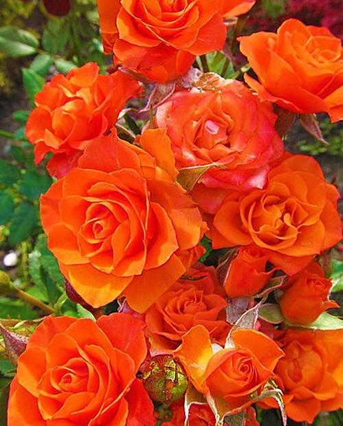 Роза спрей Колибри (Hummingbird) ярко-оранжевая (саженец класса АА+, ароматный сорт) фото-0