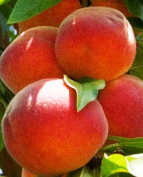 Персик колоновидный Перстень (Ring) оранжево-красный (премиальный высокоурожайный сорт) (корневая окс) фото-3