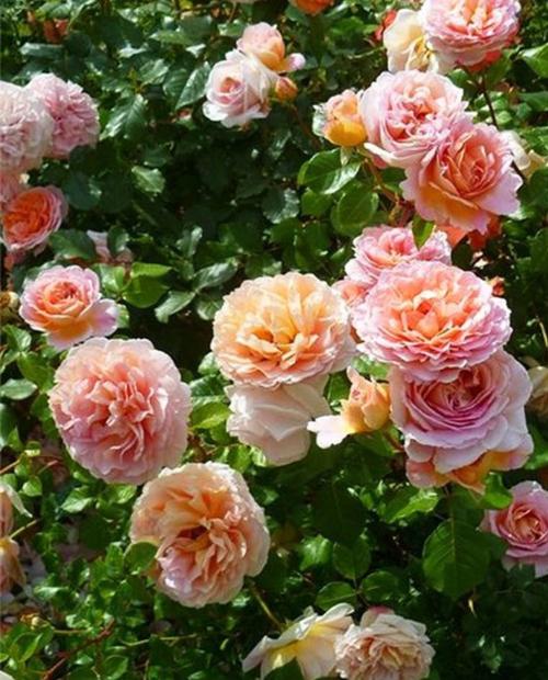 Роза английская Абрахам Дерби абрикосовая (саженец класса АА+) высший сорт фото-3
