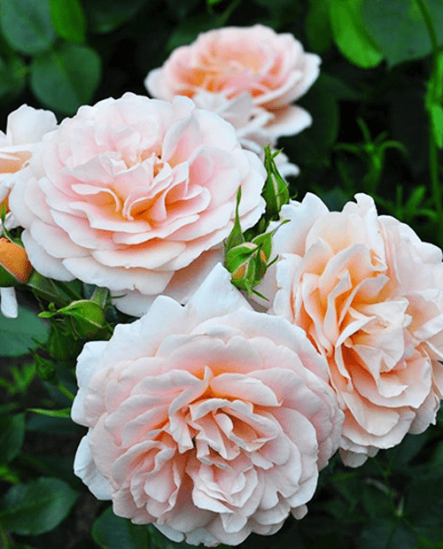 Роза флорибунда Гейша (корневая окс) 1 год фото-0
