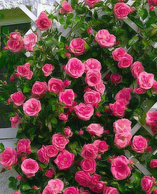 Роза плетистая Розариум Ютерсен розовая (саженец класса АА+) высший сорт фото-0