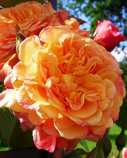 Роза плетистая Алоха (Aloha) красно-оранжевая (саженец класса АА+) высший сорт фото-3