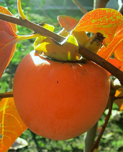 Хурма Вебер ярко-оранжевая (средний срок созревания, на морозостойком подвое) фото-2