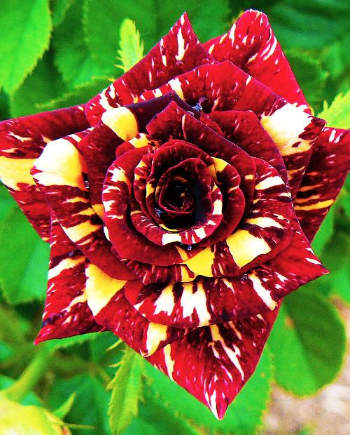 Роза чайно-гибридная Абра Кадабра многоцветная (саженец класса АА+) высший сорт фото-1