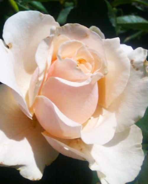 Роза чайно-гибридная Талия (Talea) кремовая с розовинкой (саженец класса АА+) высший сорт фото-2
