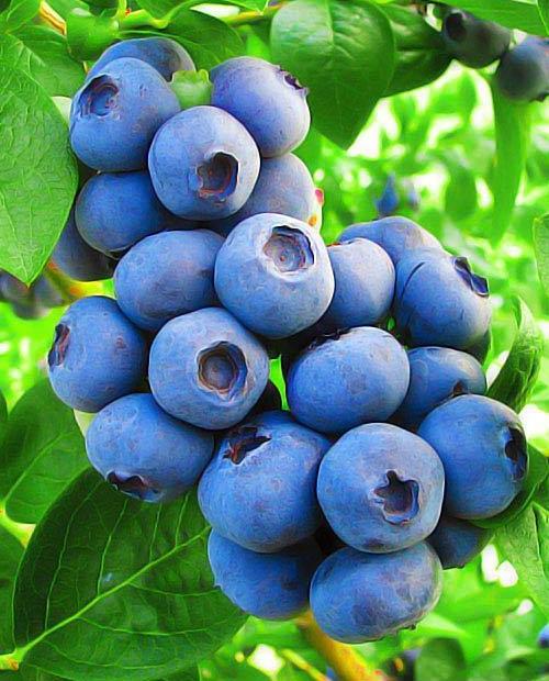 Голубика Торо темно-синяя (садовая черника) (ранний срок созревания) (контейнер p9) фото-0