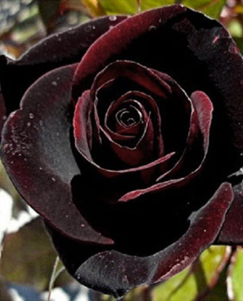 Роза чайно-гибридная Блэк Мэджик черно-красная (саженец класса АА+) высший сорт фото-1