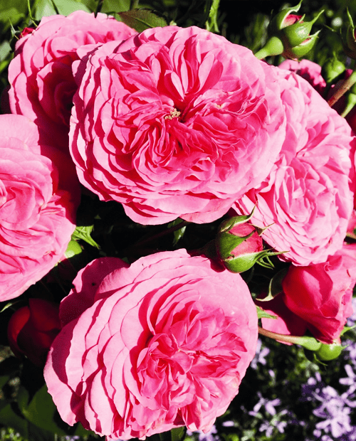 Роза флорибунда Баронесса (корневая окс) 1 год фото-0