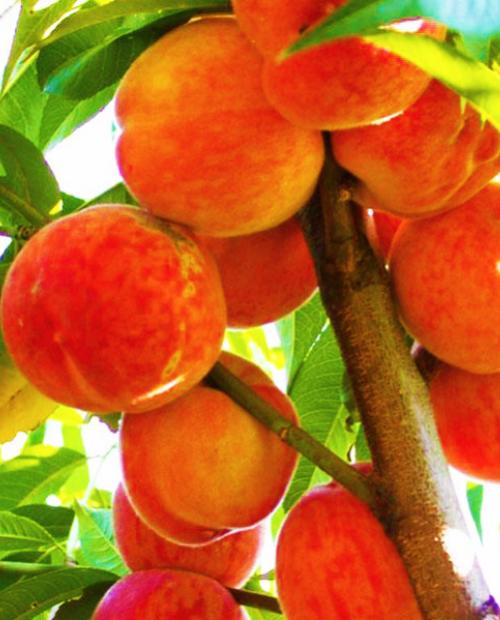 Персик колоновидный Медовый красно-оранжевый (средний срок созревания) (корневая окс) фото-1