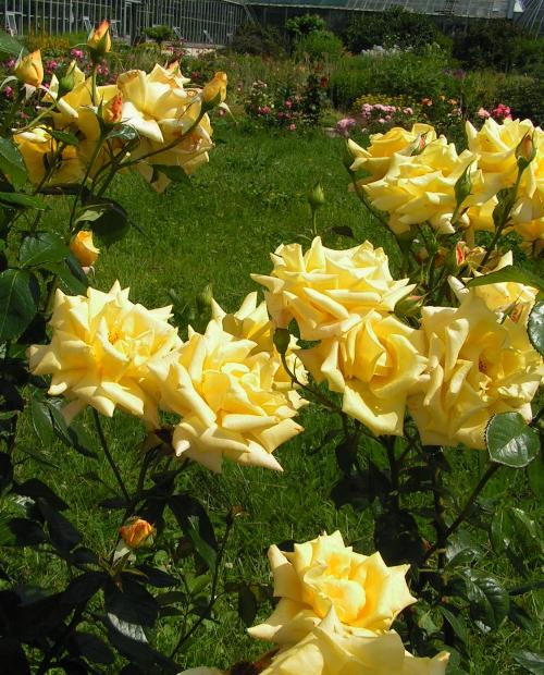 Роза чайно-гибридная Ландорра желтая (саженец класса АА+) высший сорт фото-2