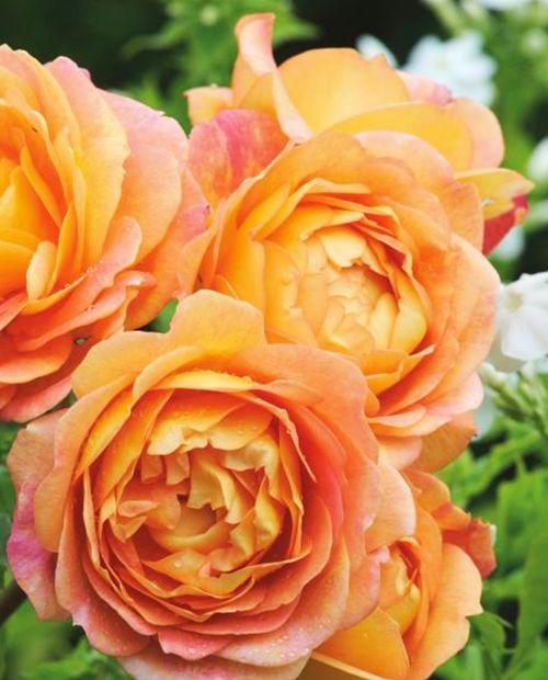 Роза английская Пегас нежно-абрикосовая (саженец класса АА+) высший сорт фото-0