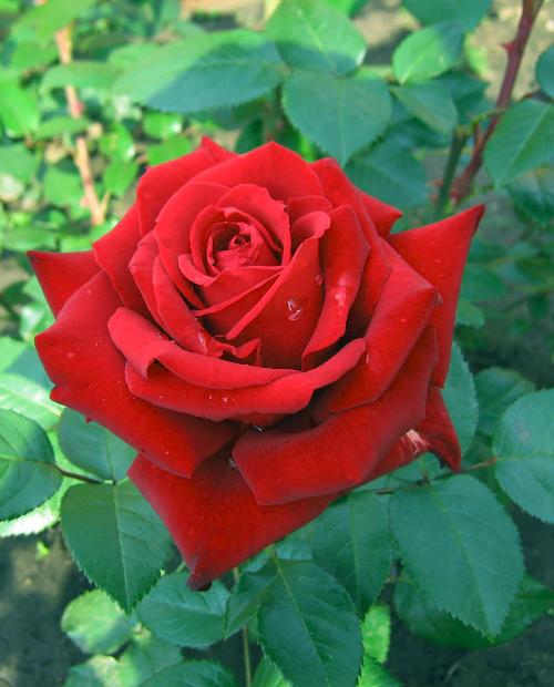 Роза чайно-гибридная Леди Мария (Lady Mariya) бархатно-красная (неоднократно цветущий сорт) фото-2