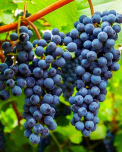 Виноград Амурский синий (средний срок созревания) фото-1