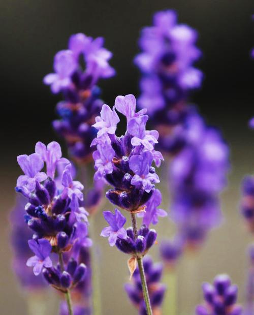 Лаванда Эсмеральда пурпурно-фиолетовая (раннего срока цветения) (контейнер P12) 1-год фото-1