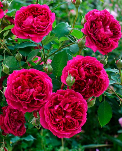 Роза английская Вильям Шекспир (William Shakespeare) пурпурная (саженец класса АА+) высший сорт фото-3