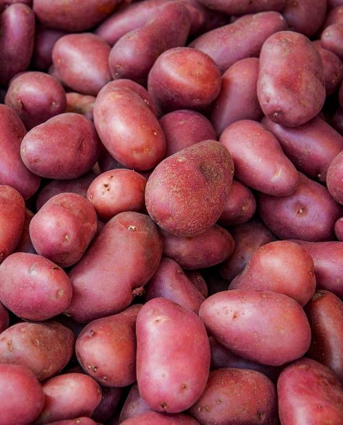 Семенной картофель Ред Фэнтези 1кг фото-3