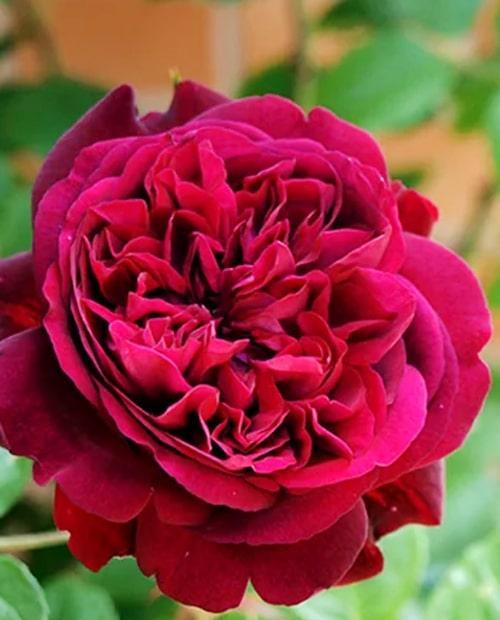 Роза английская Вильям Шекспир (William Shakespeare) пурпурная (саженец класса АА+) высший сорт фото-0