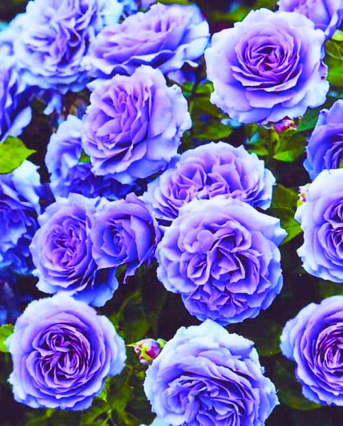 Роза плетистая Блю Мун голубая (саженец класса АА+) высший сорт фото-3
