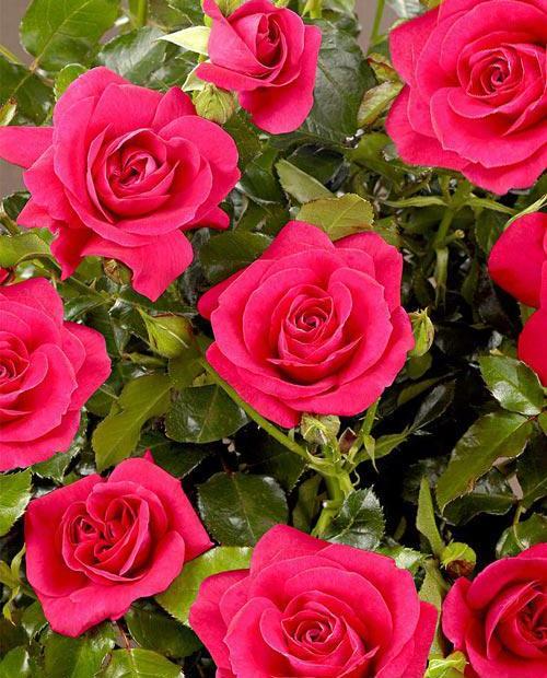 Роза спрей Мирабель малиново-розовая (саженец класса АА+) высший сорт фото-0
