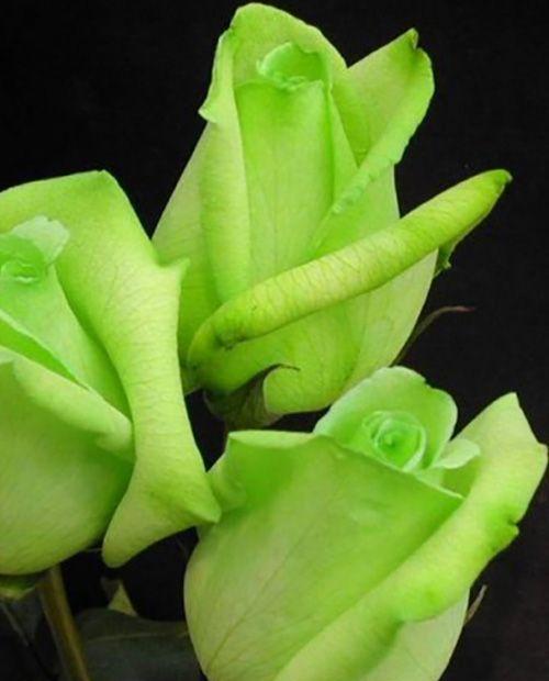 Роза чайно-гибридная Супер Грин лимонная с зеленым оттенком (саженец класса АА+) высший сорт фото-0