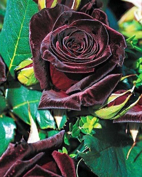 Роза чайно-гибридная Блэк Баккара черно-красная (саженец класса АА+) высший сорт фото-0