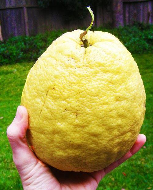 Лимон "Пандероза" (гибрид цитрона, грейпфрута и лимона) фото-0