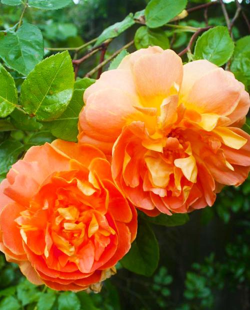 Роза плетистая Роскошный вид (Luxurious view) оранжево-розовая (саженец класса АА+, премиальный полумахровый сорт) фото-1