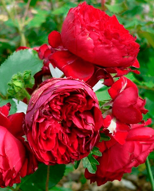 Роза флорибунда Красная шапочка (корневая окс) 1 год фото-0