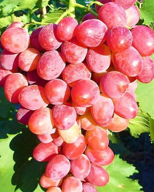 Виноград розовый Анюта (столовый сорт, средне-поздний срок созревания) фото-0