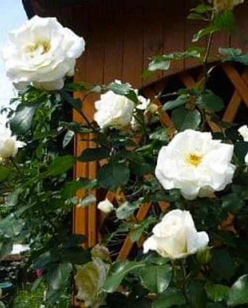 Роза плетистая Амур (Amur) нежно-белая (саженец класса АА+, премиальный сорт, долгоцветущая) фото-2