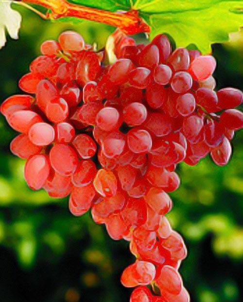 Виноград Лучистый розовый (кишмиш, средне-ранний срок созревания) фото-0