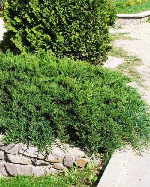 Можжевельник казацкий темно-зеленый "Тамарискифолина" (Tamariscifolia) (стелющаяся форма кроны, контейнер p9) 1-год фото-2