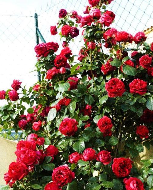 Роза английская Эрик Таберли красная (саженец класса АА+) высший сорт фото-2