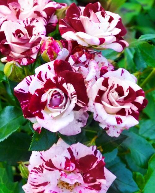 Роза спрей Маршмеллоу (Marshmallow) бело-бордовая (саженец класса АА+, премиальный морозостойкий сорт) фото-0
