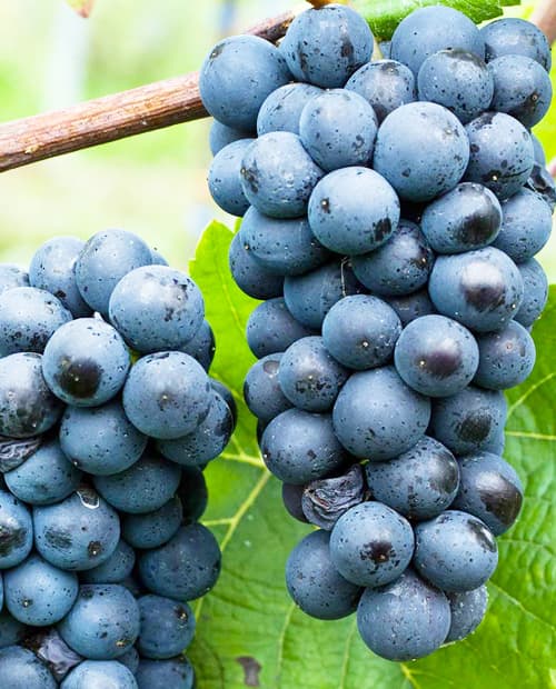 Виноград Нуаре синий (винный сорт, средний срок созревания) (корневая окс) фото-1