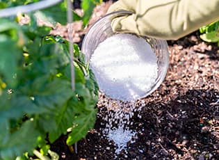 Поваренная соль: универсальное средство для сада и огорода