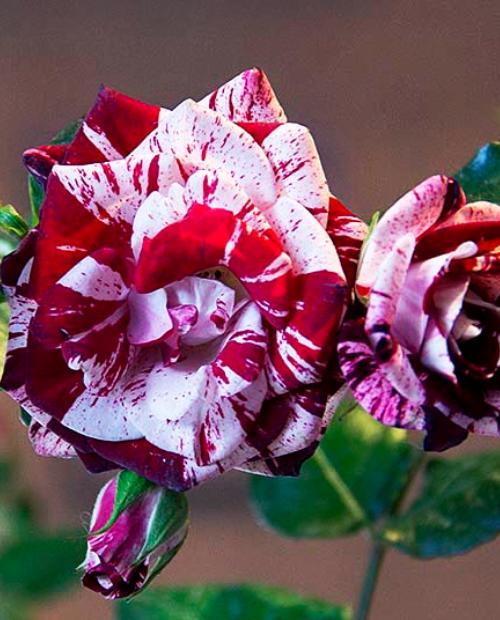 Роза спрей Маршмеллоу (Marshmallow) бело-бордовая (саженец класса АА+, премиальный морозостойкий сорт) фото-2