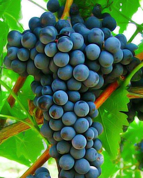 Виноград Триумф темно-синий (столовый сорт, ранний срок созревания) фото-0