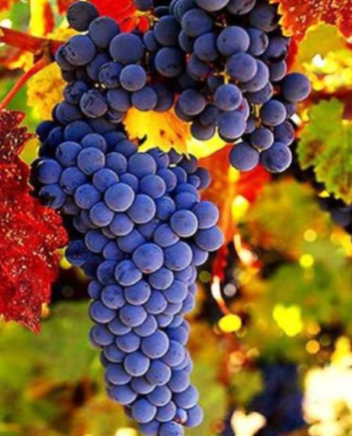 Виноград Амурский синий (средний срок созревания) фото-2