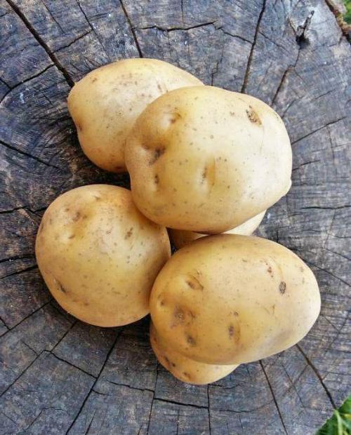 Семенной картофель "Ривьера" 1 кг фото-3