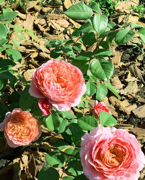 Роза английская Ариана (Ariana) белая нежно-абрикосовая (саженец класса АА+, премиальный махровый сорт) фото-1