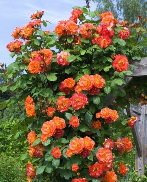 Роза плетистая Алоха (Aloha) красно-оранжевая (саженец класса АА+) высший сорт фото-0