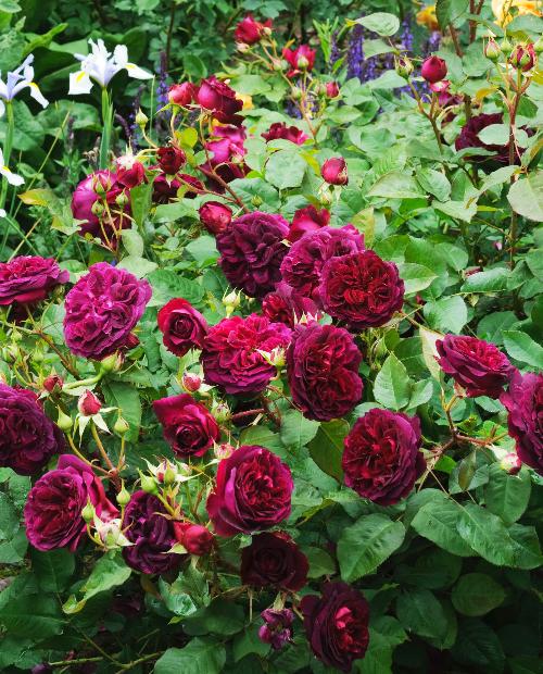 Роза английская Вильям Шекспир (William Shakespeare) пурпурная (саженец класса АА+) высший сорт фото-2