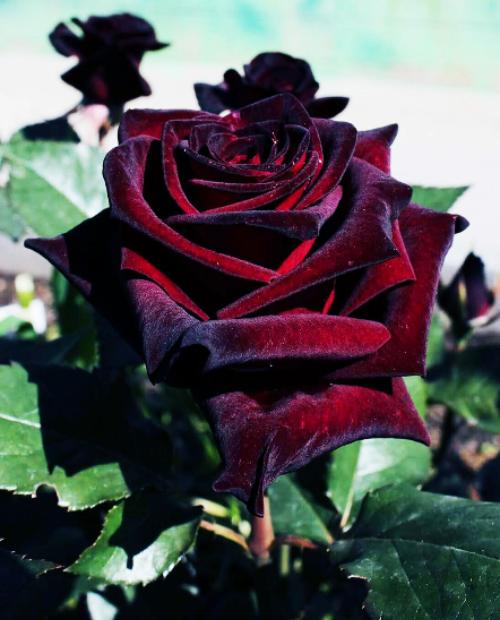 Роза чайно-гибридная Чёрная Магия темно-бордовая (саженец класса АА+) высший сорт фото-2