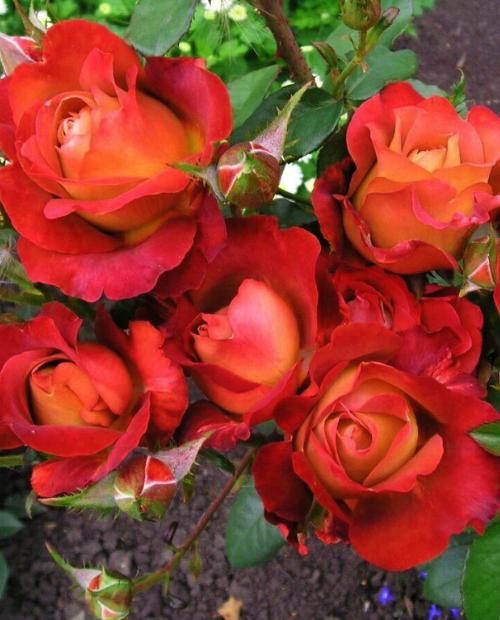Роза чайно-гибридная Кофе Брейк коричневая (саженец класса АА+) высший сорт фото-1