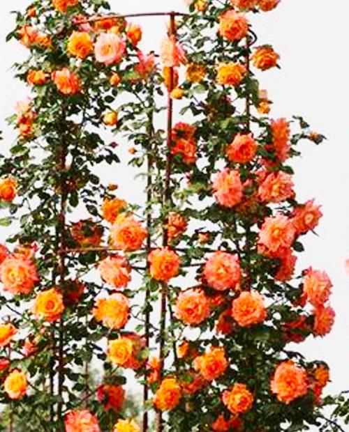 Роза плетистая Роскошный вид (Luxurious view) оранжево-розовая (саженец класса АА+, премиальный полумахровый сорт) фото-2
